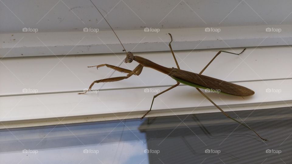 praying mantis. on our door