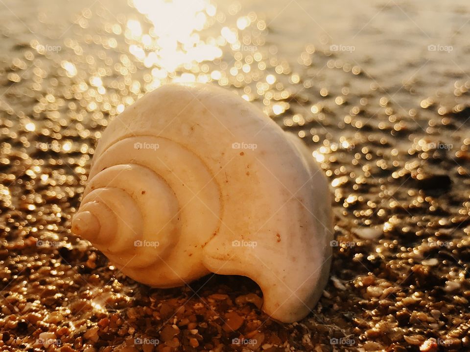 Seashells 