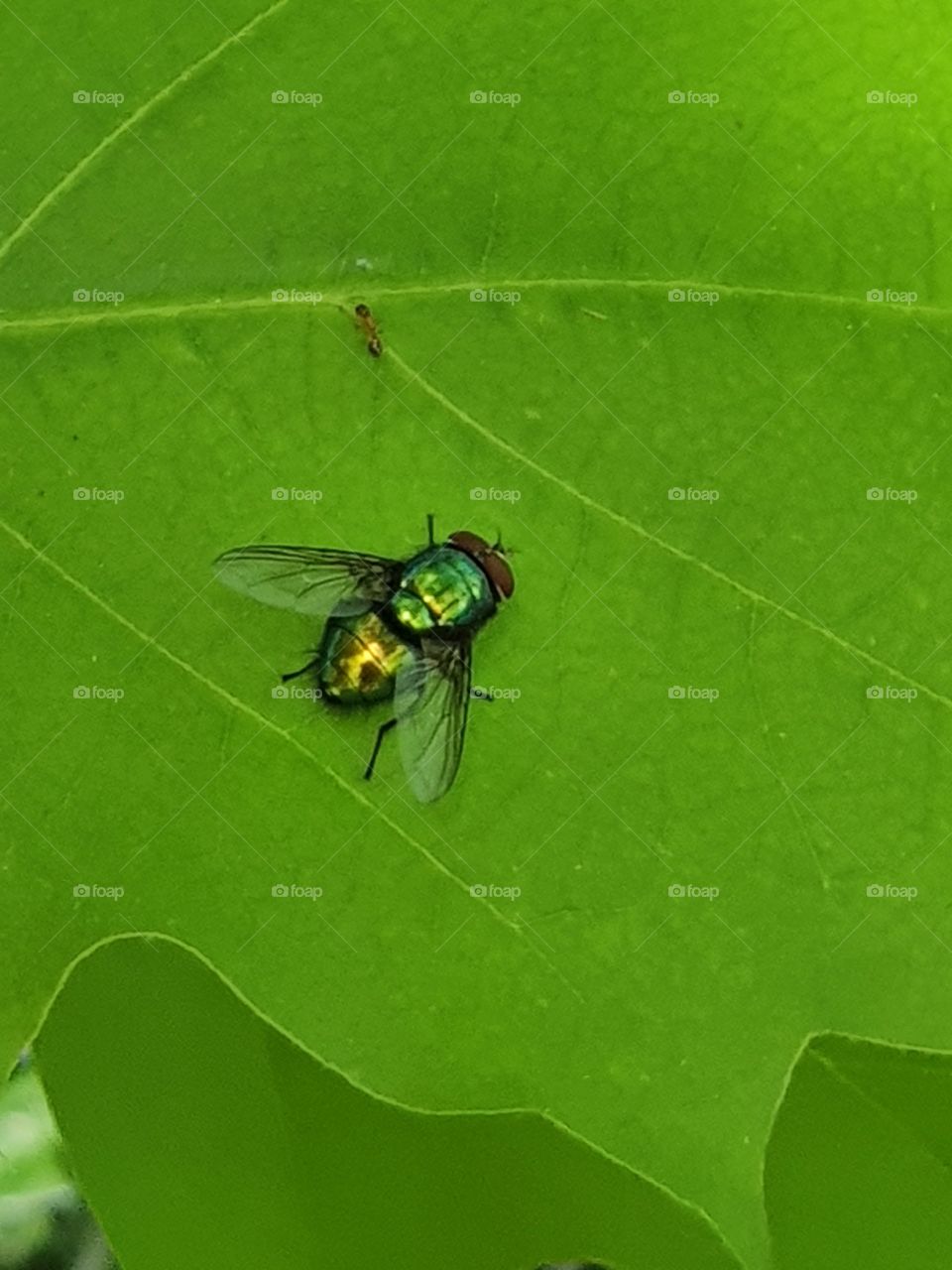 Fliege auf einem Blatt