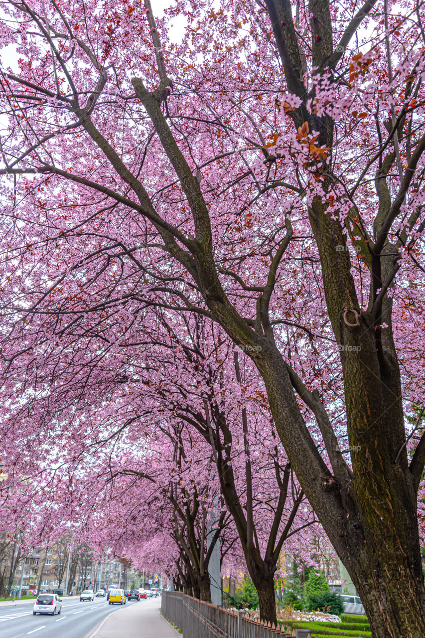 Cherry plumb tree blossom