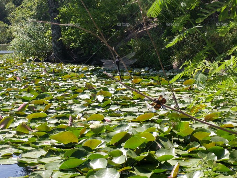 dragonflies and lily pads