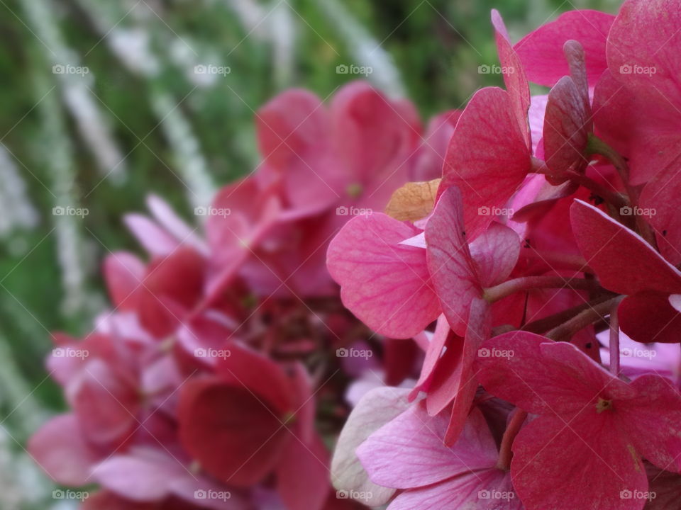 Hydrangea, flower