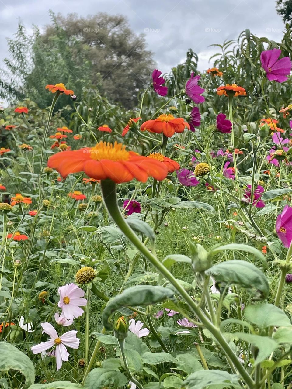 A wildflower garden in full bloom, with pink flowers with yellow centers, bold fuchsia, and orange sunflowers with fiery yellow-orange centers, all set against lush green leaves and untamed wild grass.