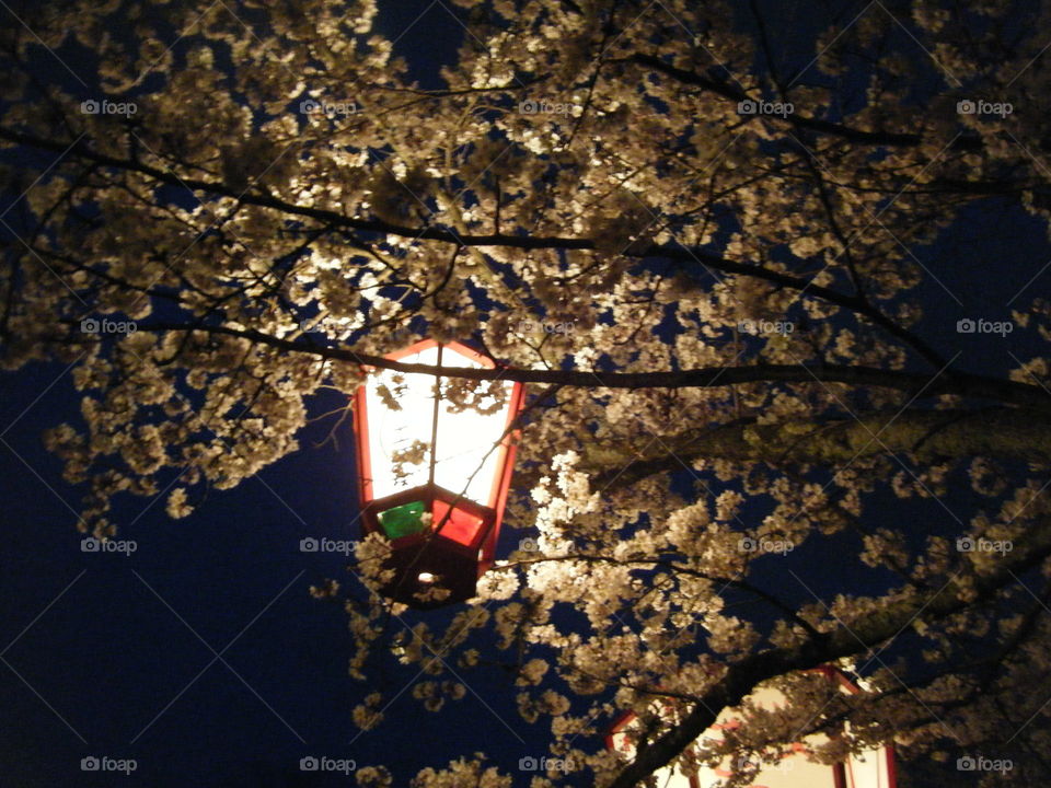 Lantern among Sakura 