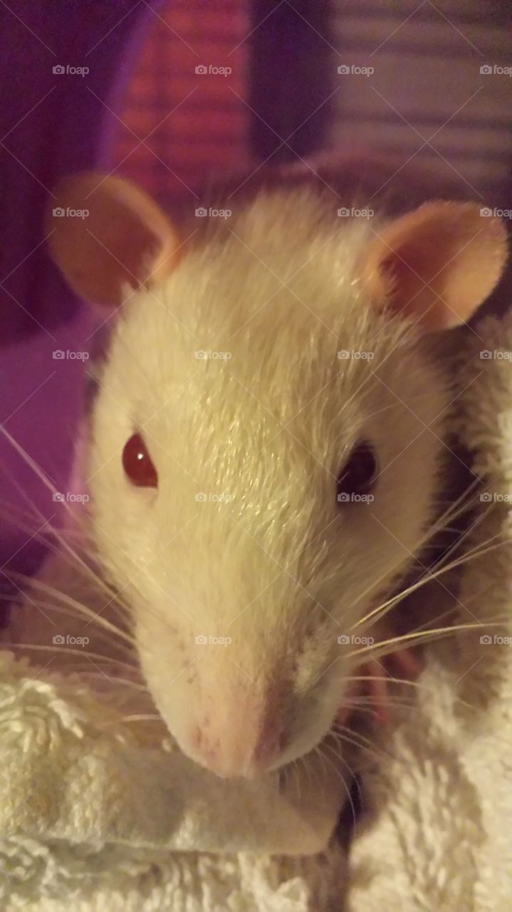 Cute curious rat close-up.