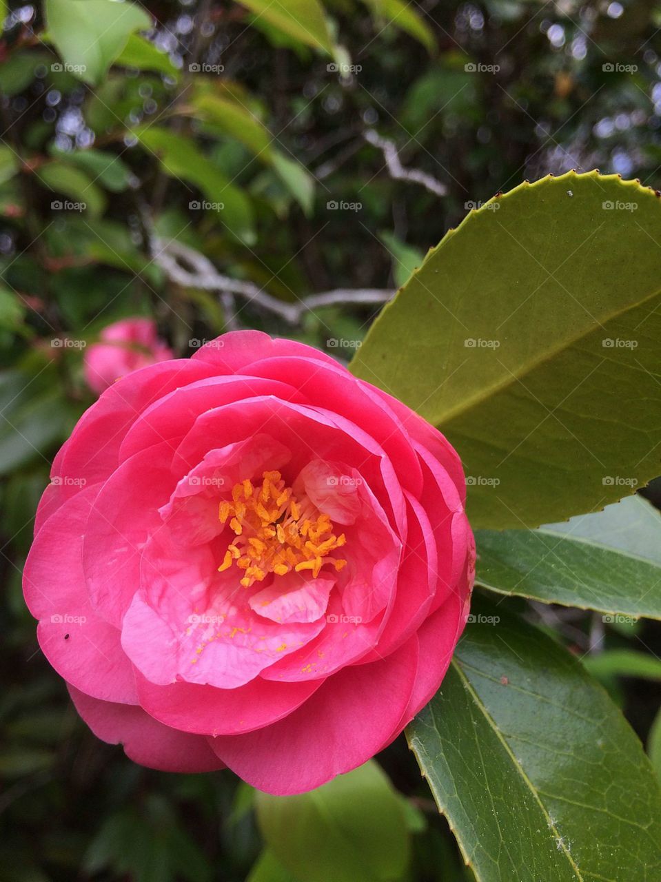 Pink flower 