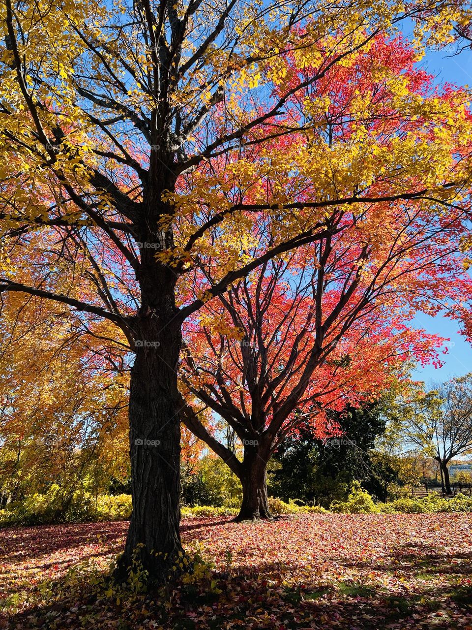 Sunny afternoon in Park in Fall season 