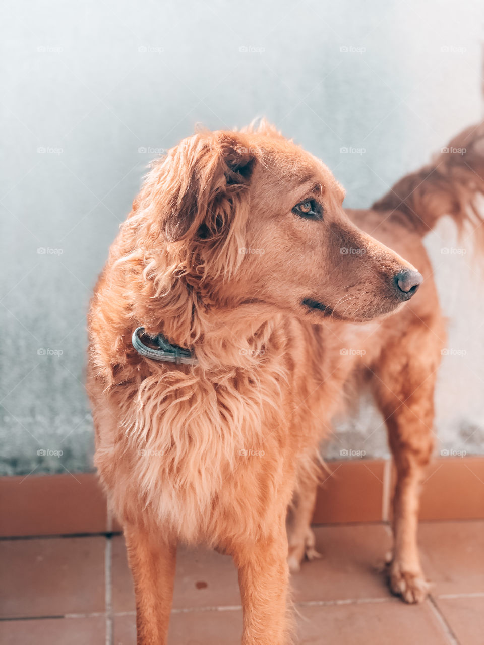 Portrait of a dog on outdoor 