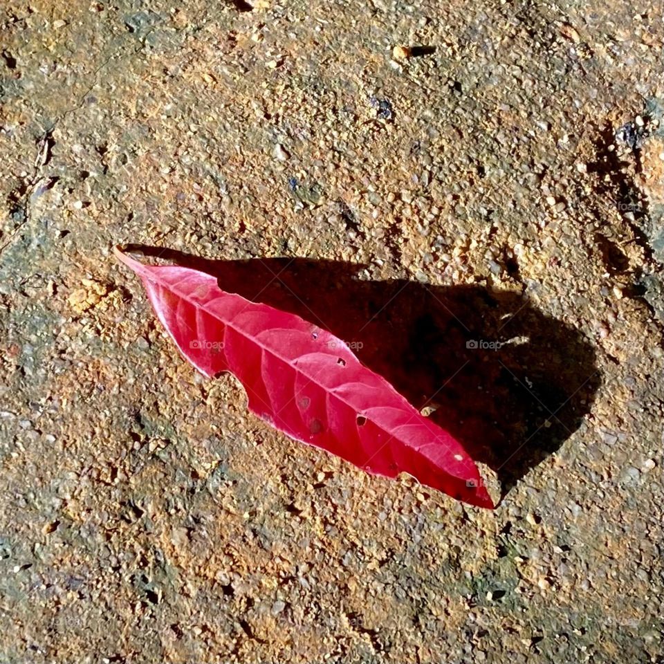 Pink leaf