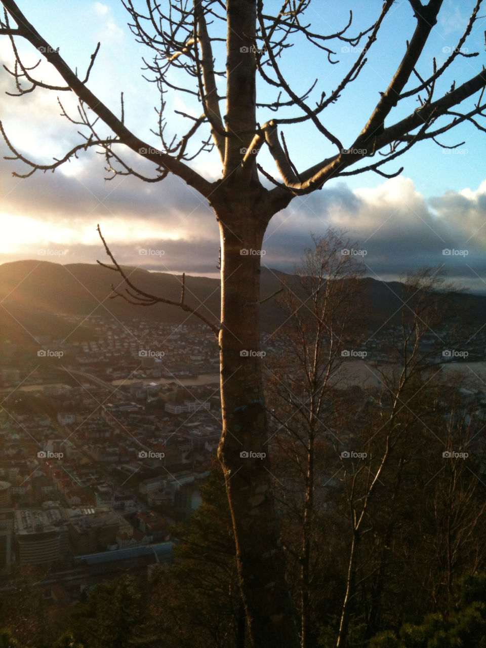 tree sun view by YlvaF