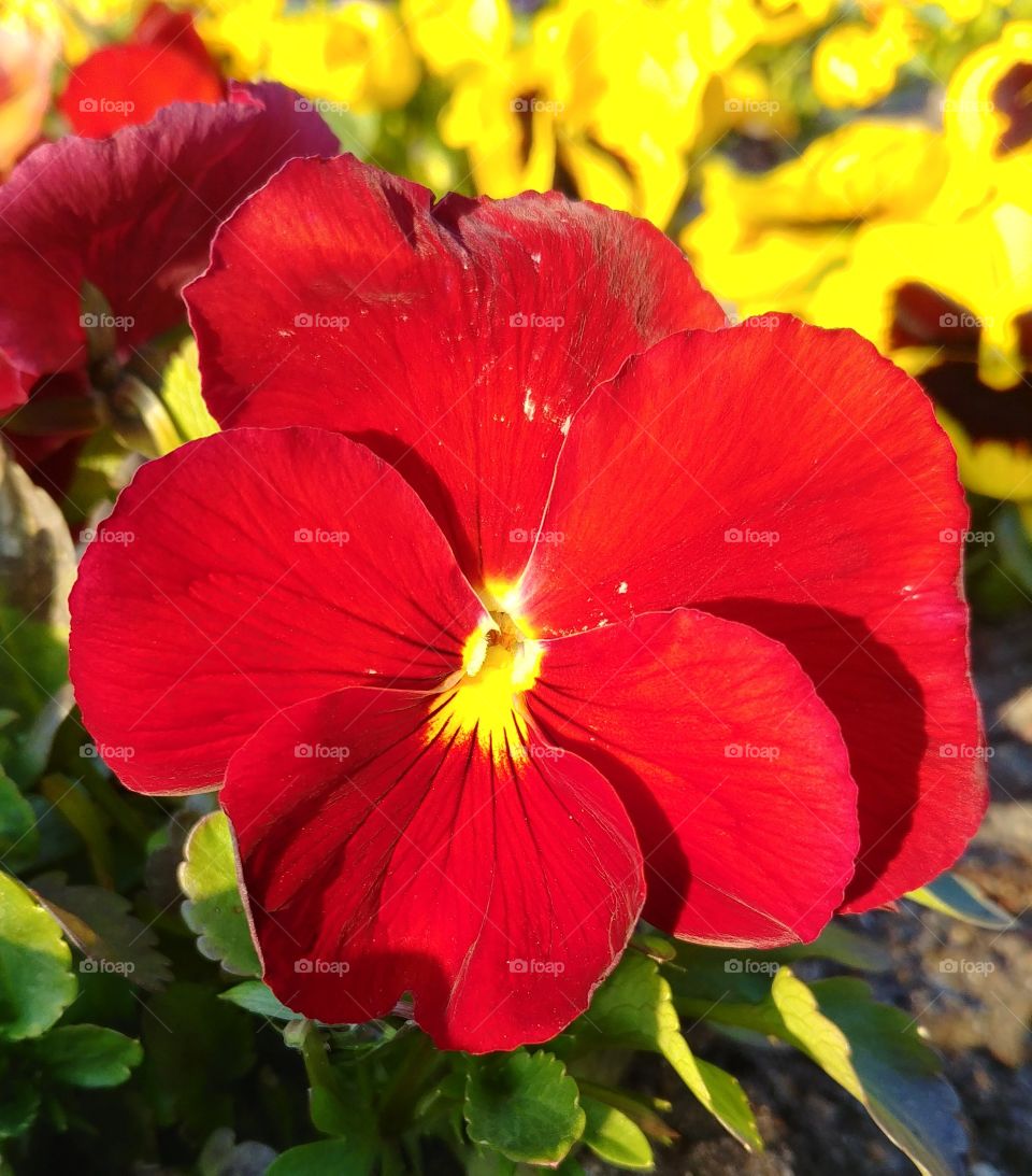 rot blume stiefmütterchen sommer frühling