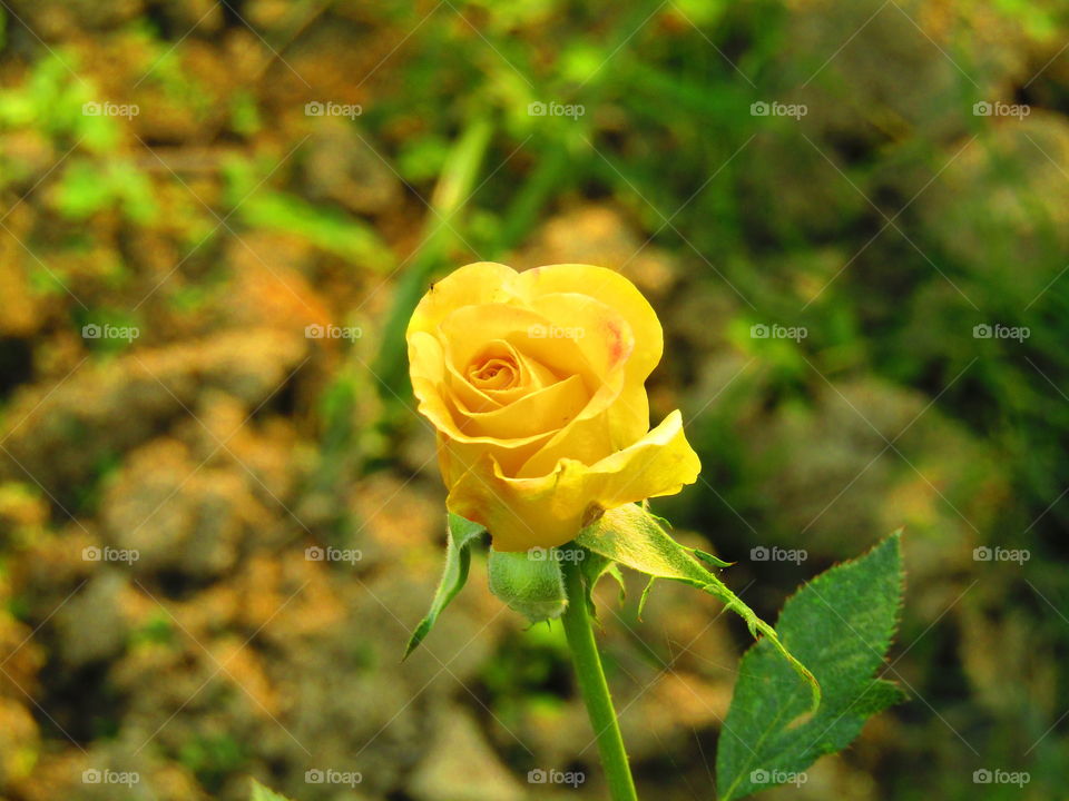 Beautiful yellow rose with beautiful natural background in india