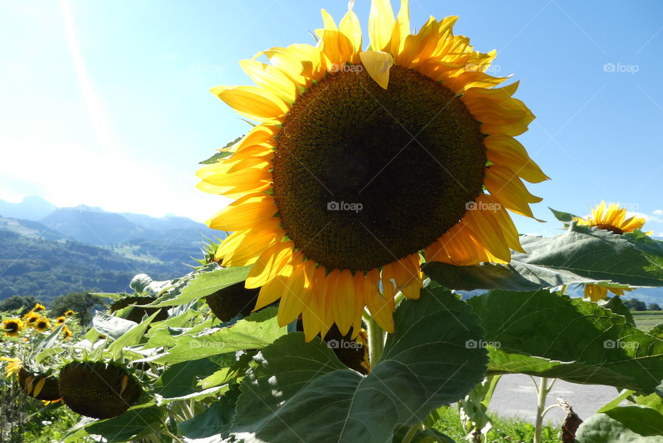 sunflower