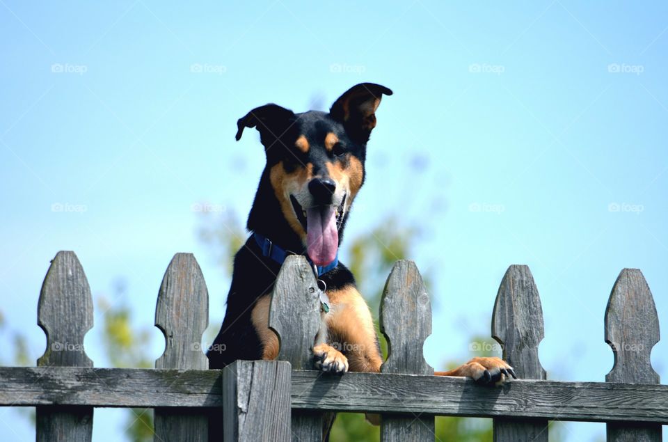 Dog standing behind the fence