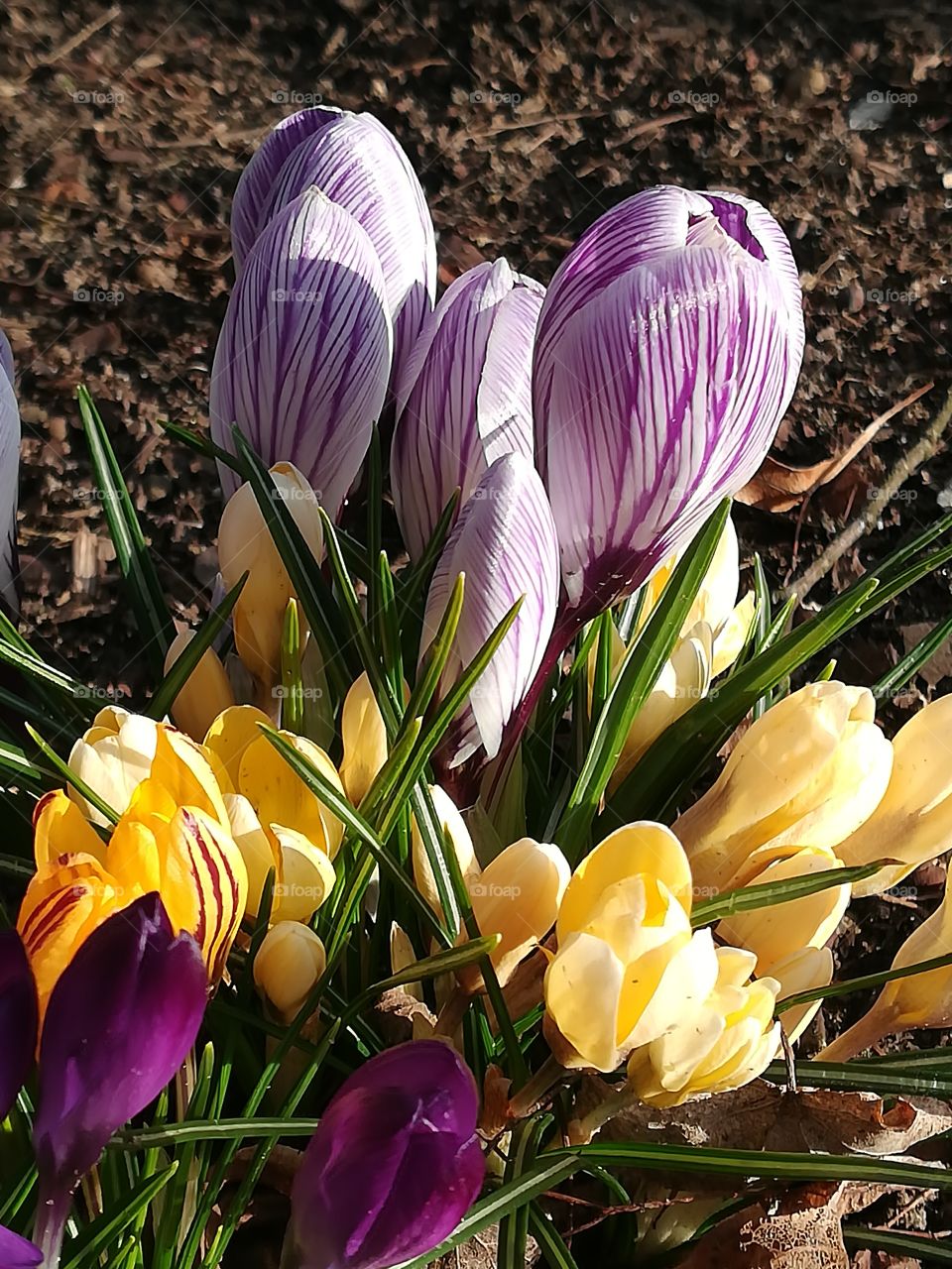 Spring flowers