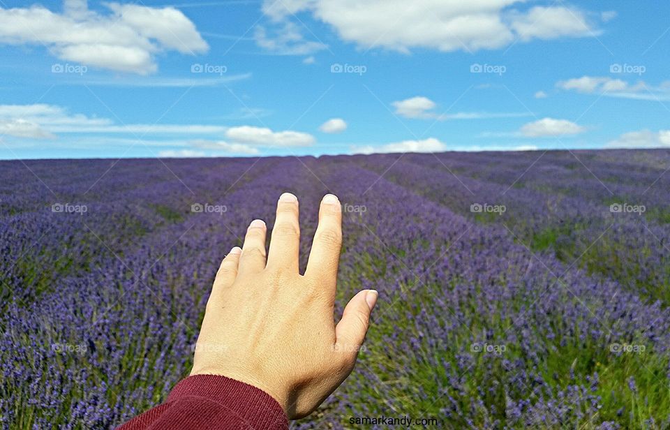 a stretched out Caucasian hand  towards a lavender field in a hot sunny summer day