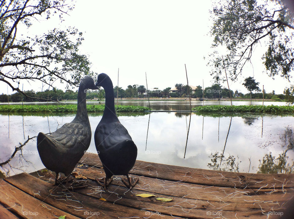 river ducks love bank by wacharapol