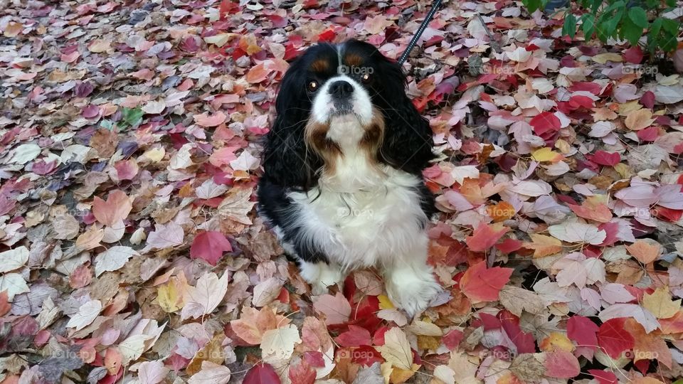 play in the leaves