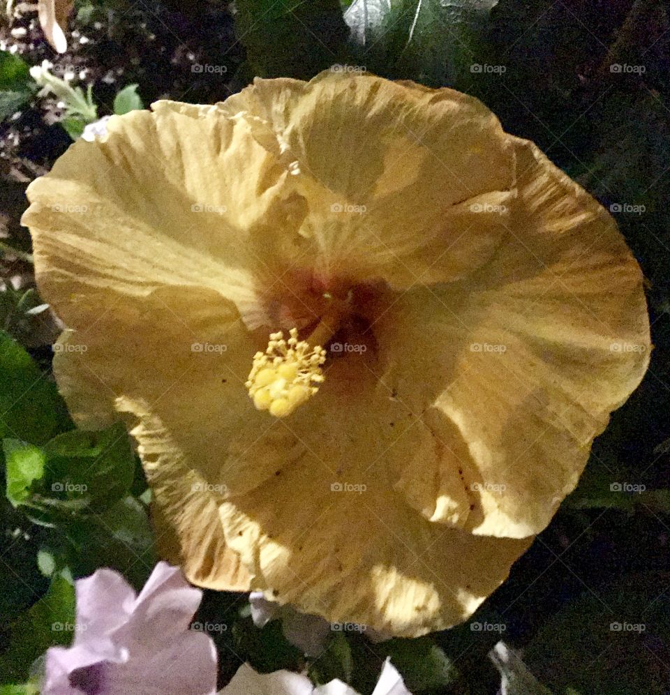 Night blooms