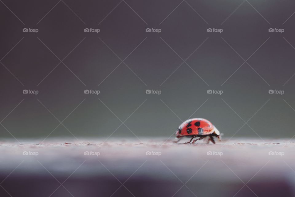 Little red lady - a red lady bug running through the photo