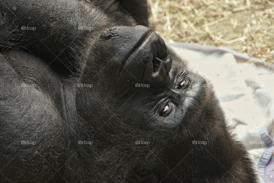 Gorilla 