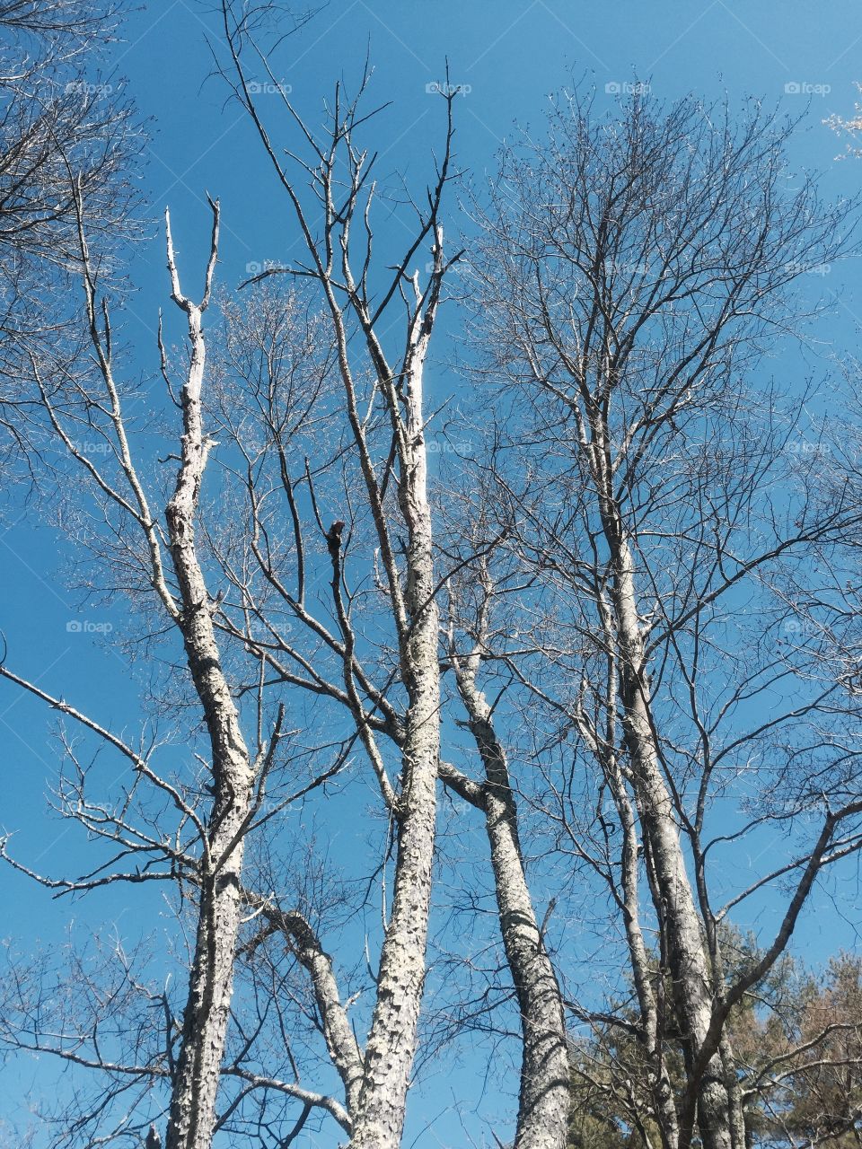 Dying trees with blue sky backdrop
Upstate New York