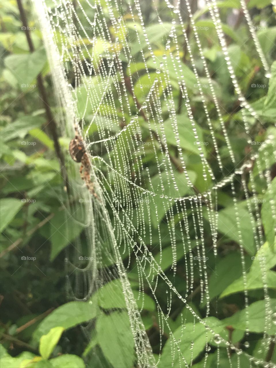 A spiderweb filled with drops of water