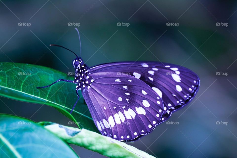 Beautiful and cute butterfly