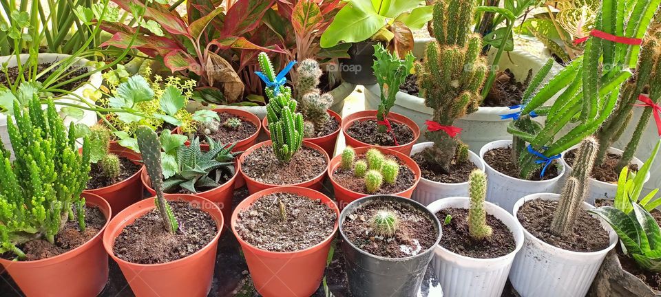 Variety of cactus with beautiful flower in garden. Small decorative cactus plants.