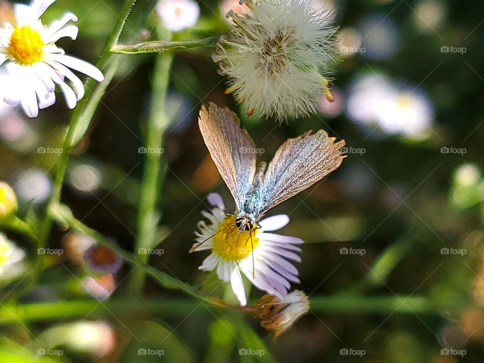 Ceraunus blue butterfly (Hemiargus ceraunus) feeding on the nectar of a wildflower.