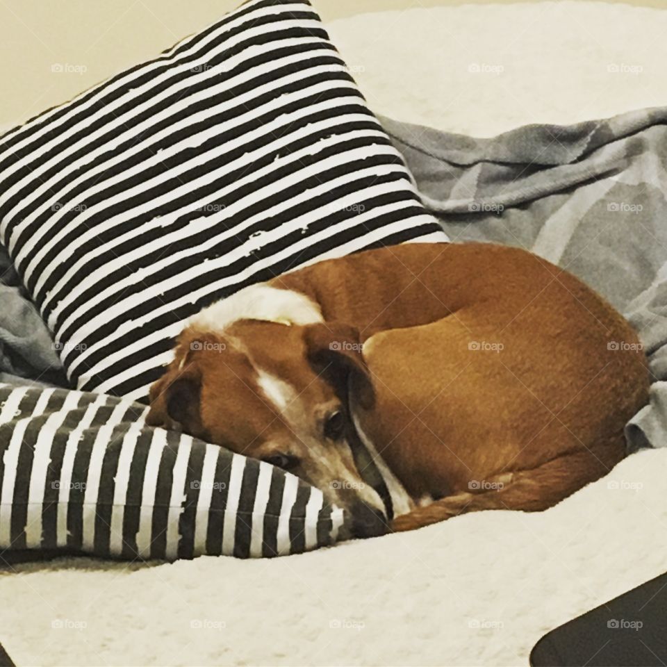 Cuddling beagle dog cute pillows blanket Lovesac