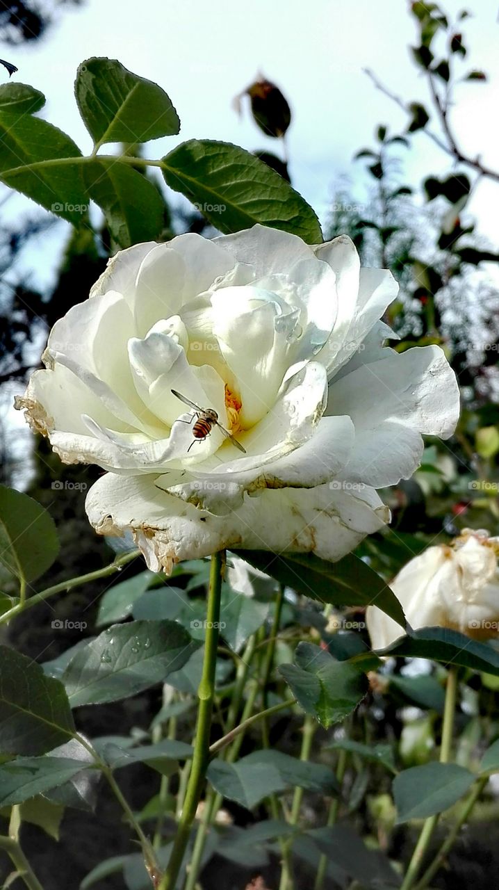White rose.
