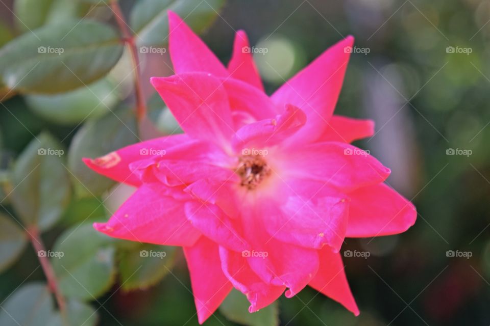 Passionate about Pink