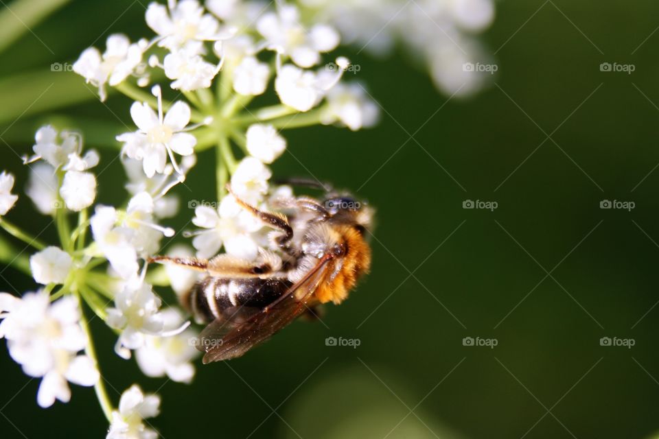 Bee on a flower