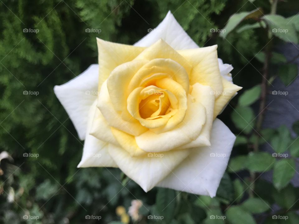 Yellow Rose with Green Foliage 