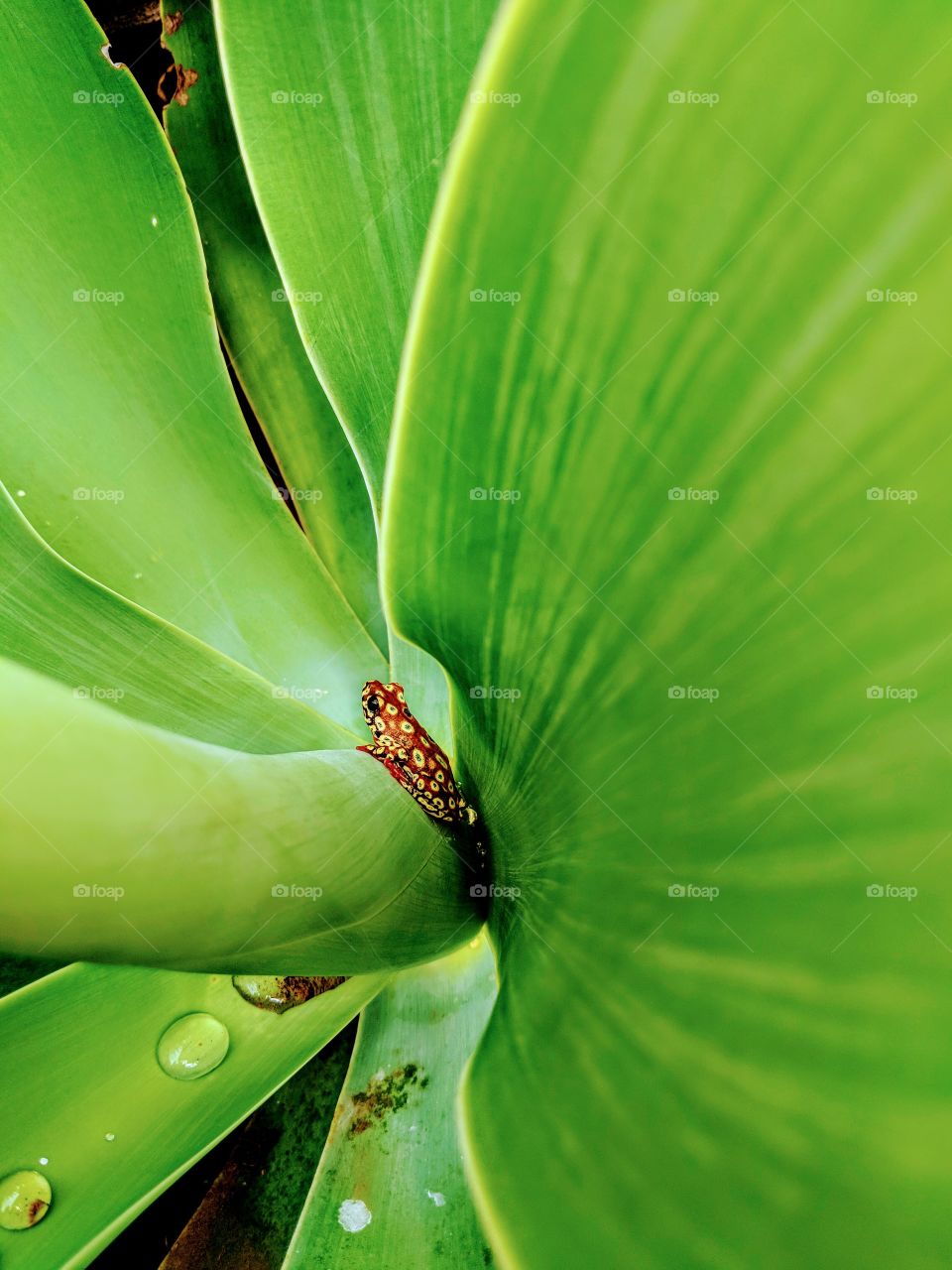 Leaf, Nature, Rain, Flora, Cactus