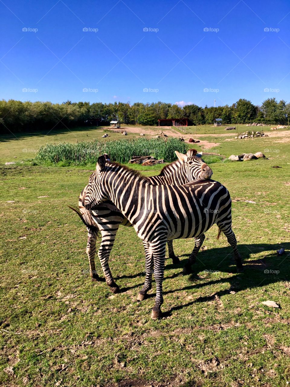 Zebras 