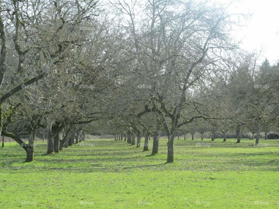 walnut orchard