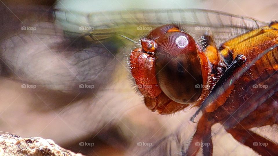 dragonfly eyes, beautiful eye's of dragonfly, sun reflection on a Dragonfly eyes