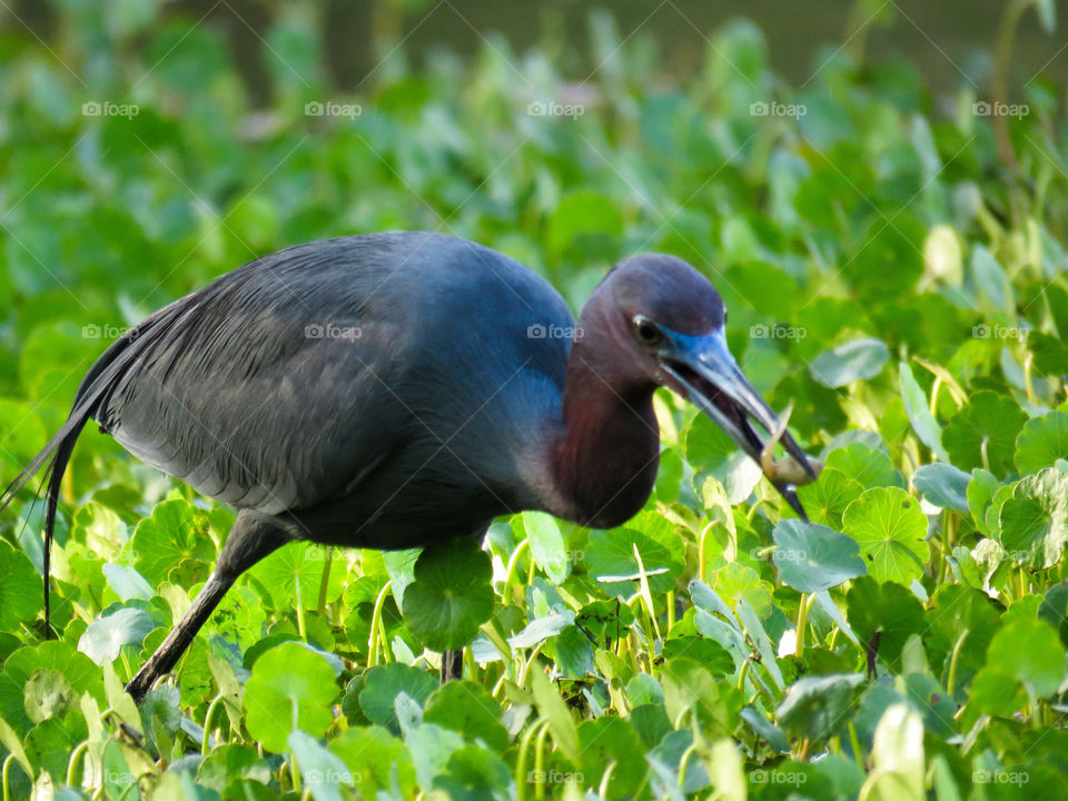 little blue heron