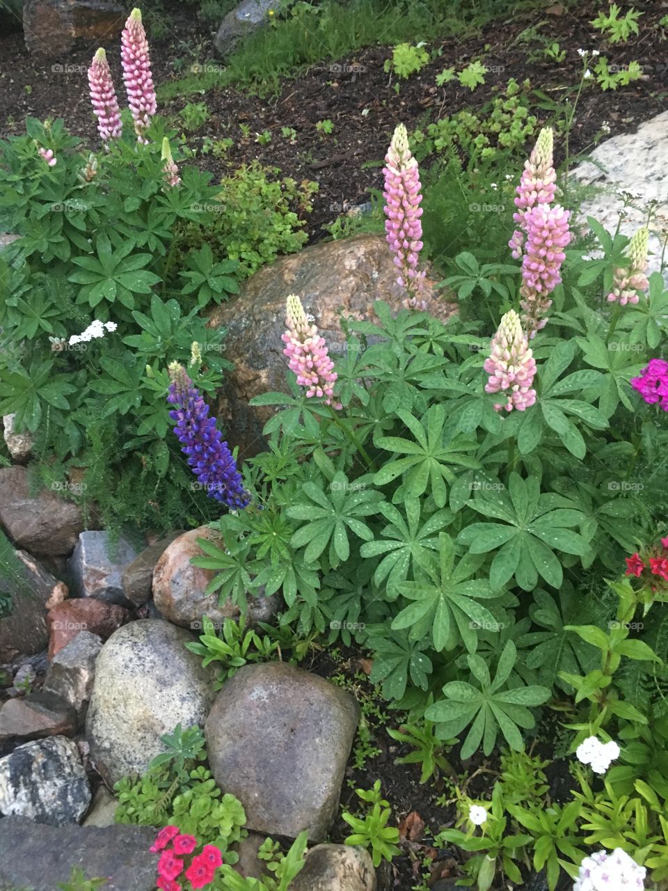 Lupines in bloom 