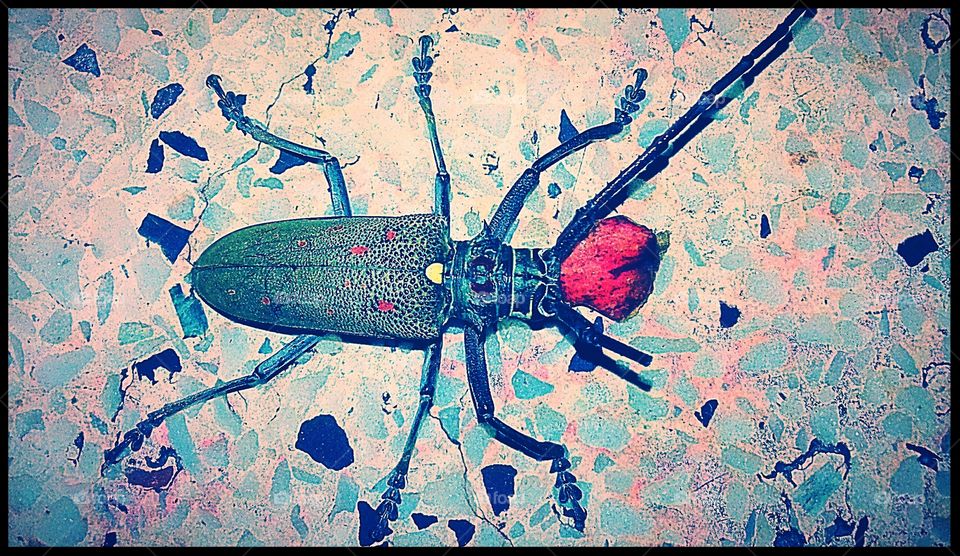 (3) A beautiful beetle picture