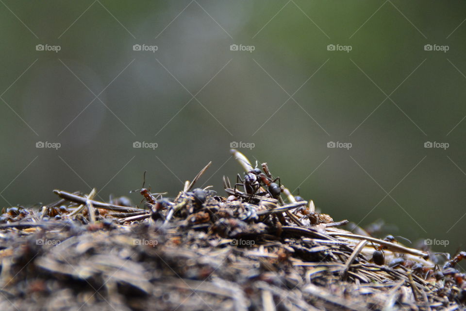 Ants finished with Sleeping and start Working on their Home in spring 