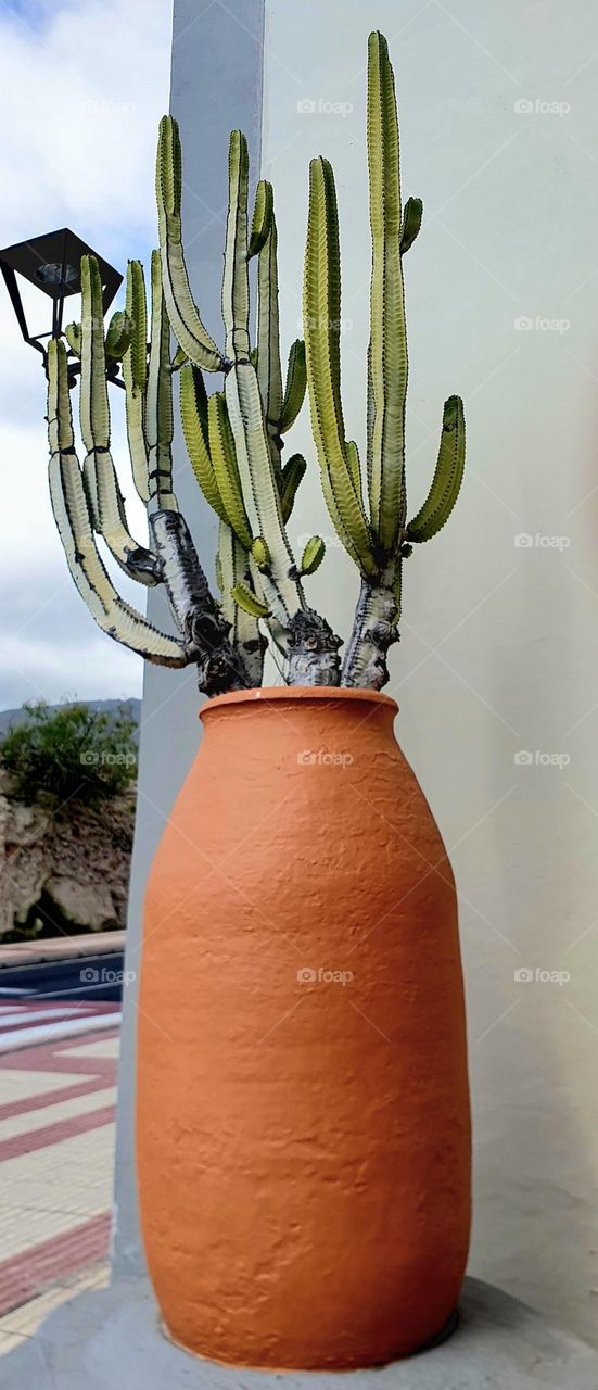 plants- huge cactus in a gigantic clay pot