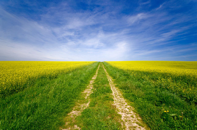 field