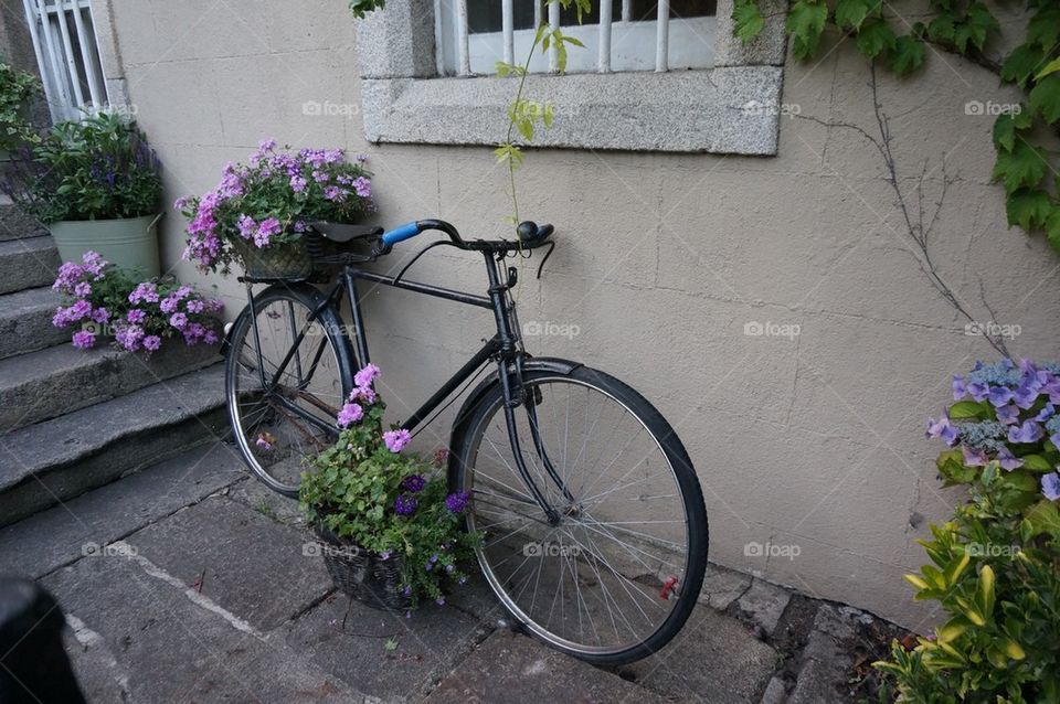 Flowers on a bike ride