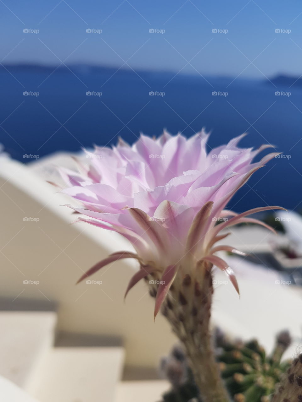 Beautiful cactus flower with ocean back deep in Santorini