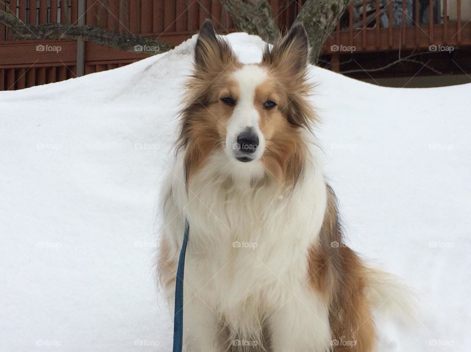 Sheltie . My puppy Bailey