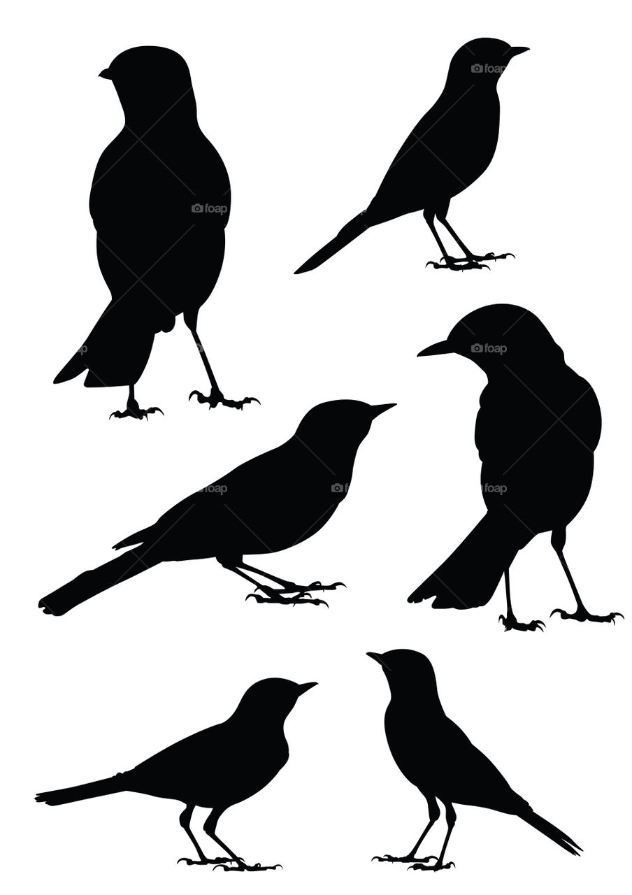 Six different bird illustrations