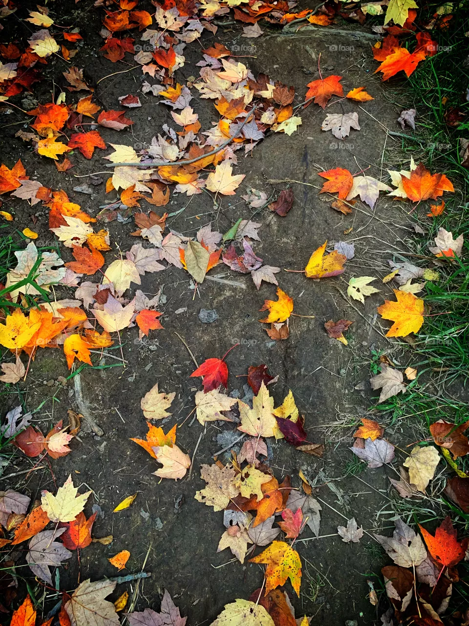 Fall colors 